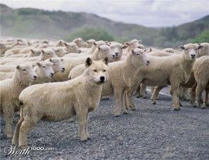 Wolf in sheeps clothing