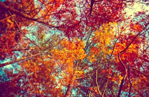 autumn-trees-tumblr-wallpaper-3